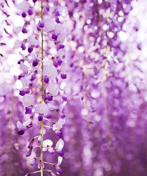 紫色紫荆花的花语是什么？它在花语中代表了哪些情感？