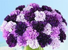 紫色紫荆花的花语是什么？它在花语中代表了哪些情感？