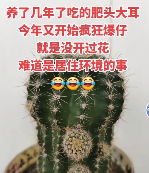 恋山彦仙人球开花时间是什么时候？如何促进开花？