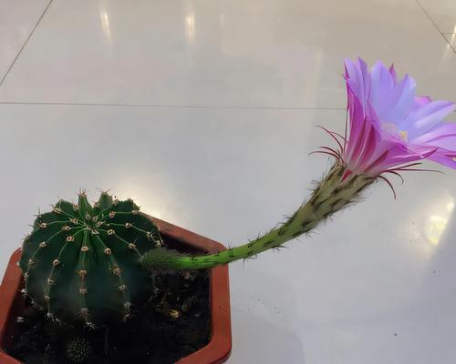 恋山彦仙人球开花时间是什么时候？如何促进开花？