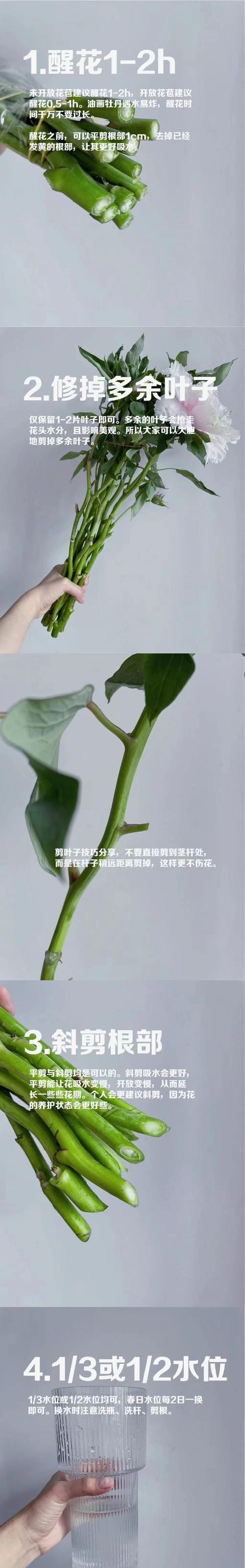 单枝干牡丹花的养护要点有哪些？