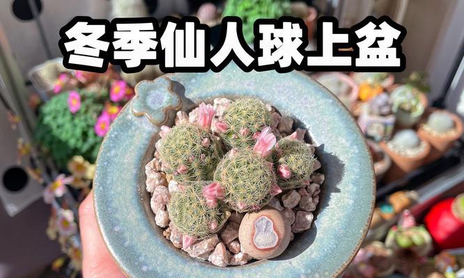 双色鱼仙人球的养殖要点是什么？