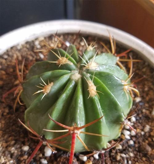 双色鱼仙人球的养殖要点是什么？