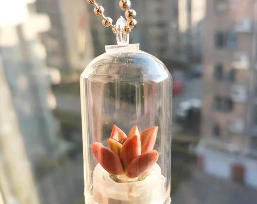 仙人球挂件的正确养护方法是什么？