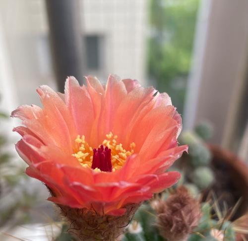 墨蝶仙人球开花吗怎么养？墨蝶仙人球的开花条件是什么？
