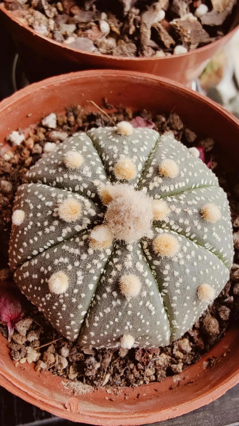 墨蝶仙人球开花吗怎么养？墨蝶仙人球的开花条件是什么？
