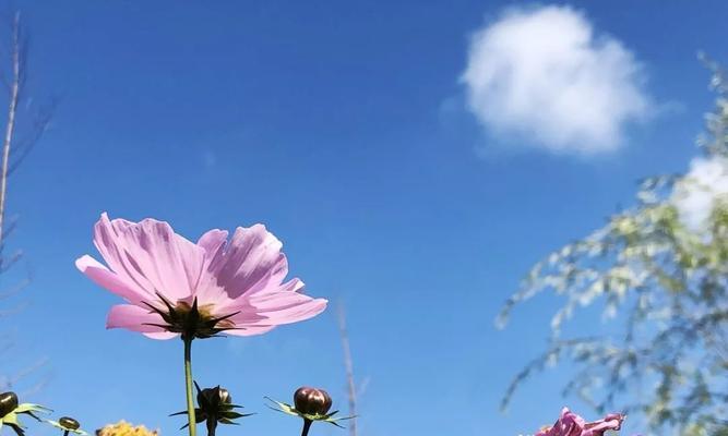 花语试探通常用于什么场合？