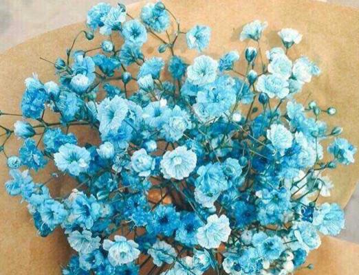 青黛花代表女生什么意思？花语有何寓意？
