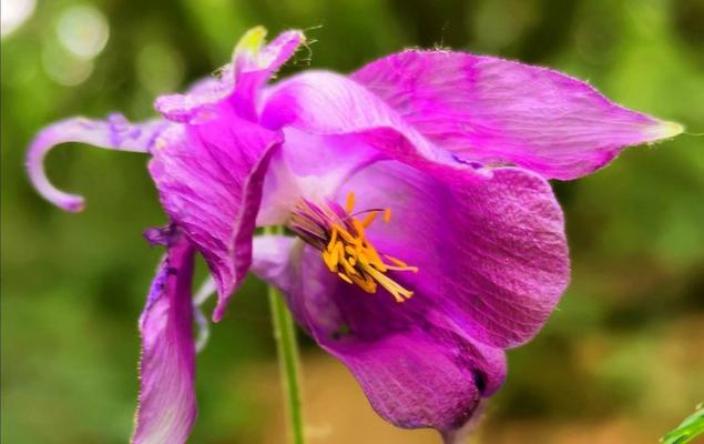 青黛花代表女生什么意思？花语有何寓意？