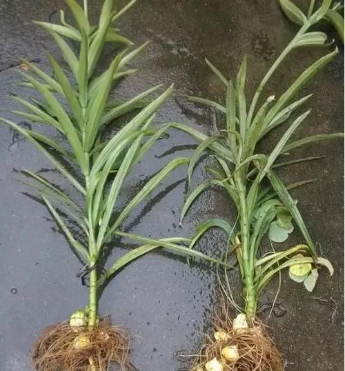 君子兰百合花束的正确养护和浇水方法是什么？