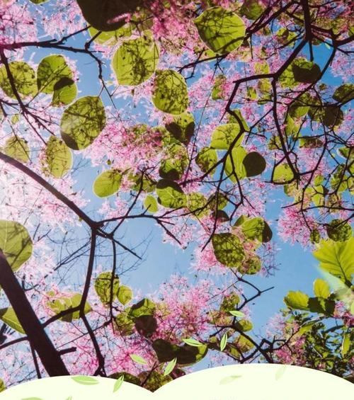 红叶黄栌的花语和寓意有哪些？