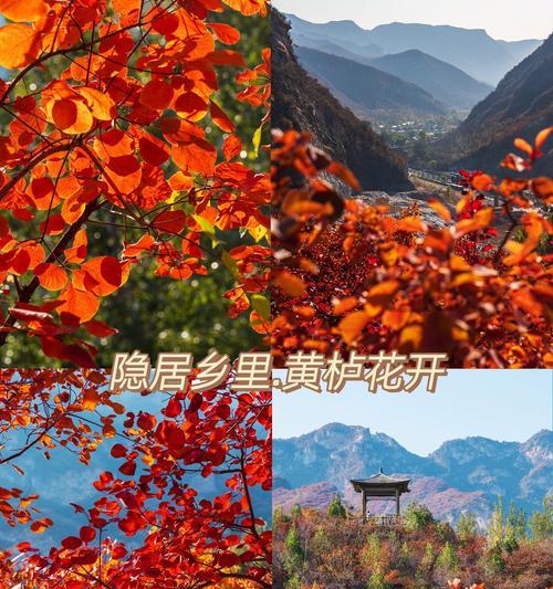 红叶黄栌的花语和寓意有哪些？