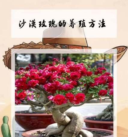 玫瑰花的正确养护方法是什么？