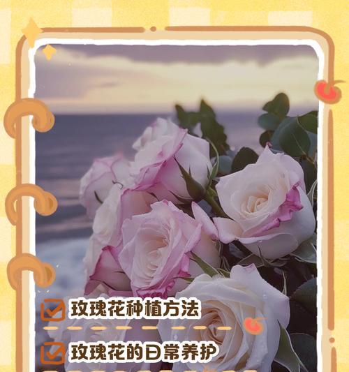 玫瑰花的正确养护方法是什么？