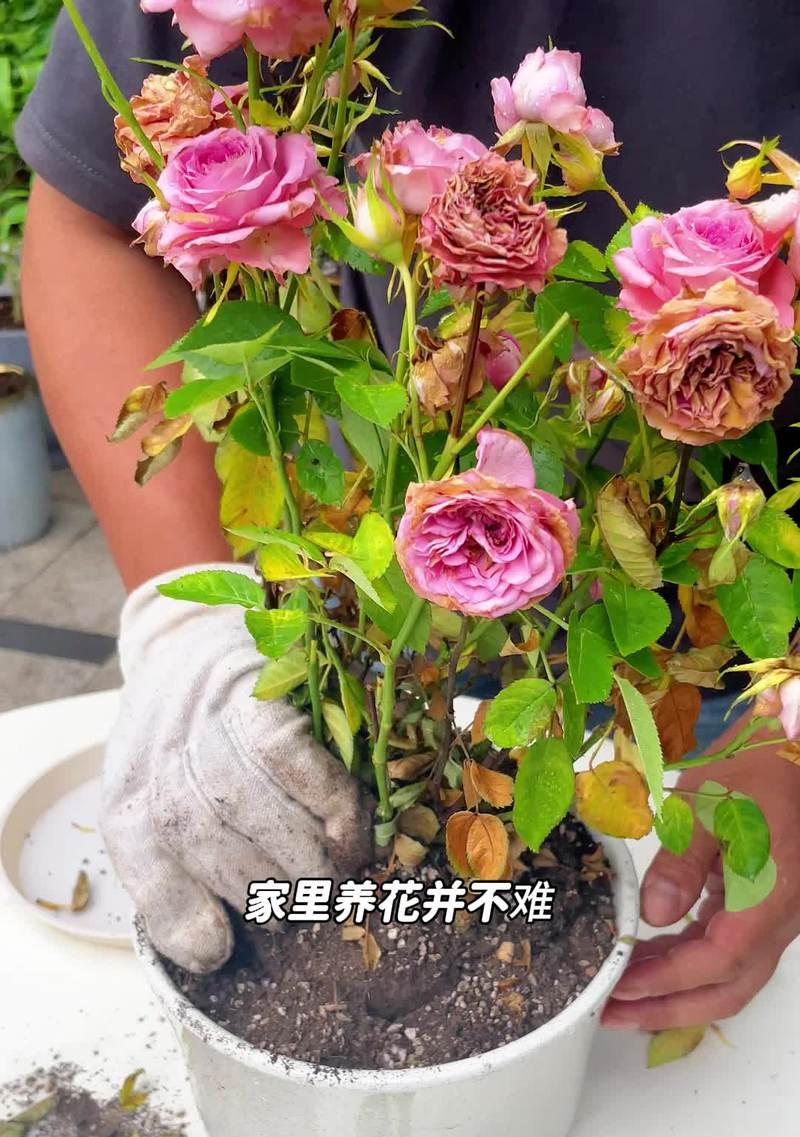 高原红玫瑰花的养殖方法是什么？