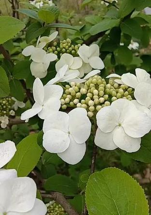琼花的花语在网络用语中是什么意思？