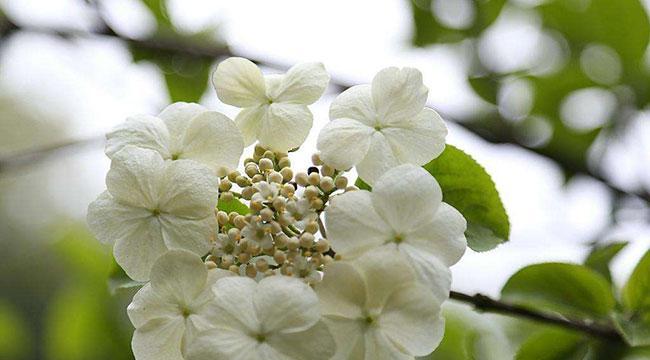 琼花的花语在网络用语中是什么意思？