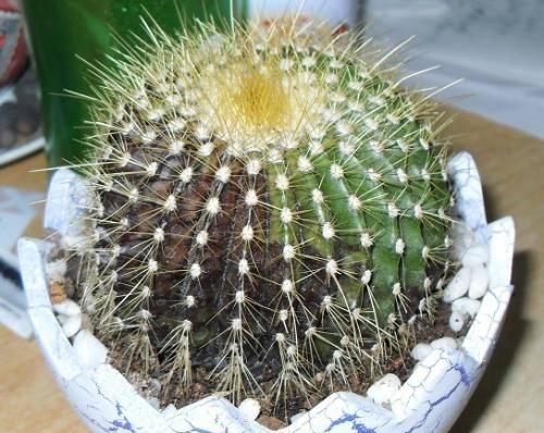仙人球烂茎病的特效药有哪些？如何正确使用？