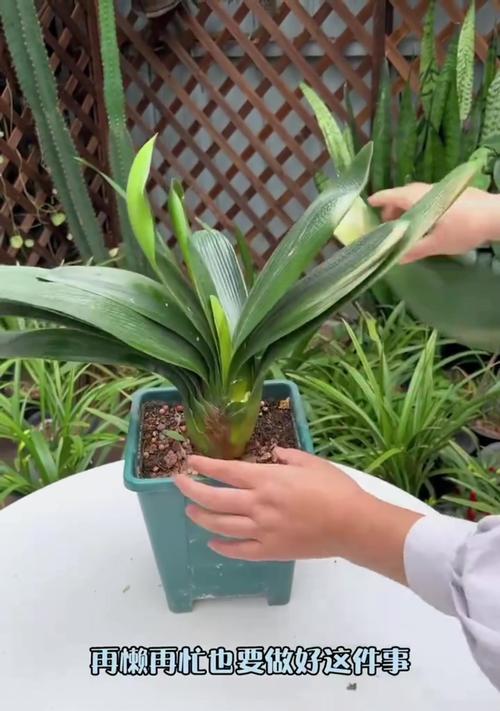 君子兰施黄豆烧花根吗怎么浇水？正确的施肥和浇水方法是什么？