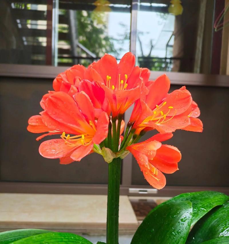 君子兰施黄豆烧花根吗怎么浇水？正确的施肥和浇水方法是什么？