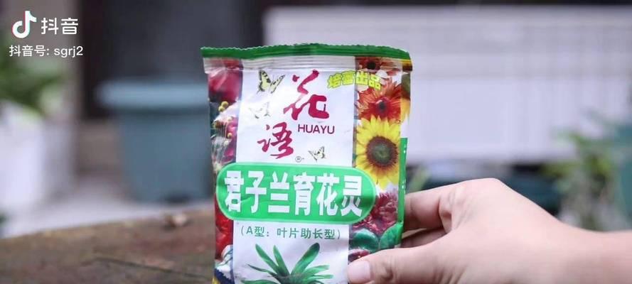 君子兰施黄豆烧花根吗怎么浇水？正确的施肥和浇水方法是什么？