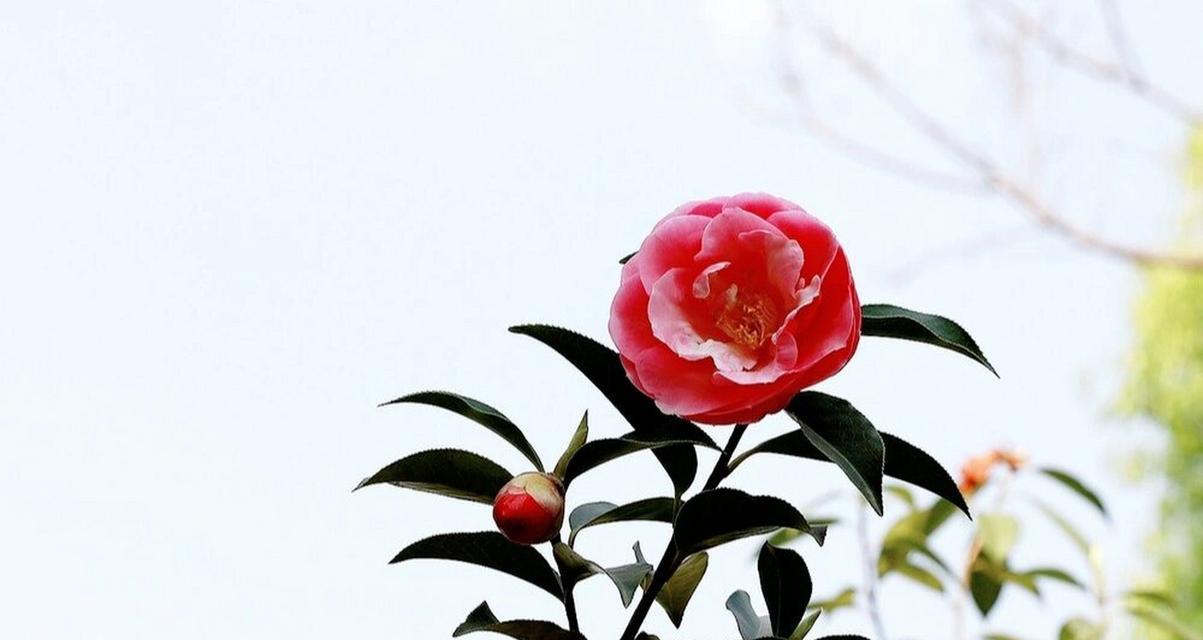 五朵山茶花语寓意何在？有何特别含义？
