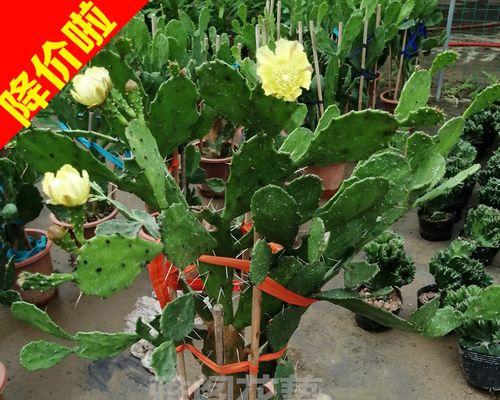 仙人球可以嫁接到哪些植物上？嫁接的好处是什么？