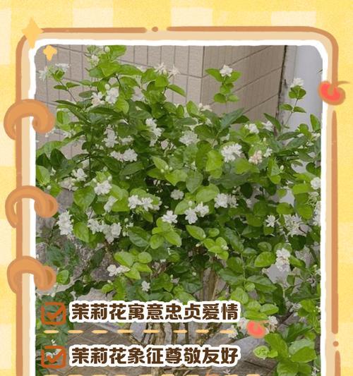 四种茉莉玫瑰组合的花语代表什么？