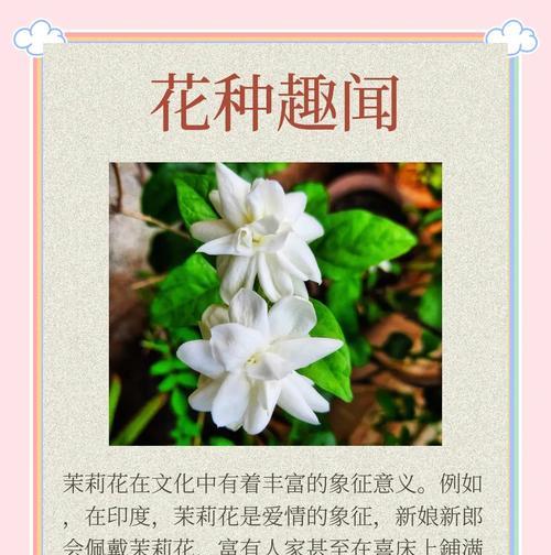 四种茉莉玫瑰组合的花语代表什么？
