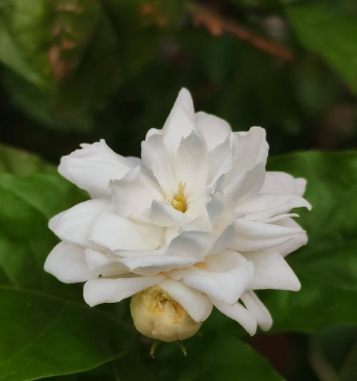 四种茉莉玫瑰组合的花语代表什么？