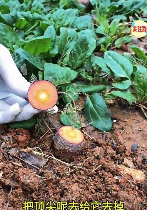 带嫁接柱的仙人球种植方法是什么？