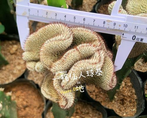 带嫁接柱的仙人球种植方法是什么？