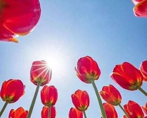 抬头微笑是什么花的花语？微笑背后的花语含义是什么？