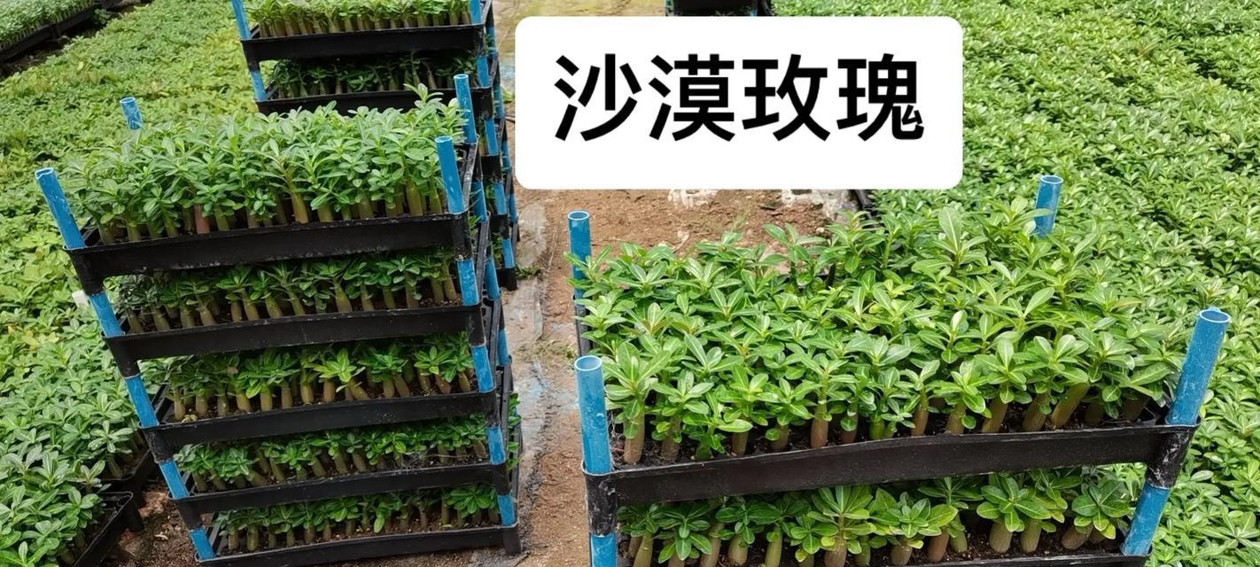 玫瑰花幼苗期的养护方法是什么？如何促进其健康成长？