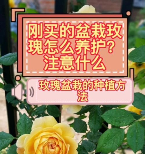 盆栽玫瑰花怎样修剪更美观？折法有哪些技巧？