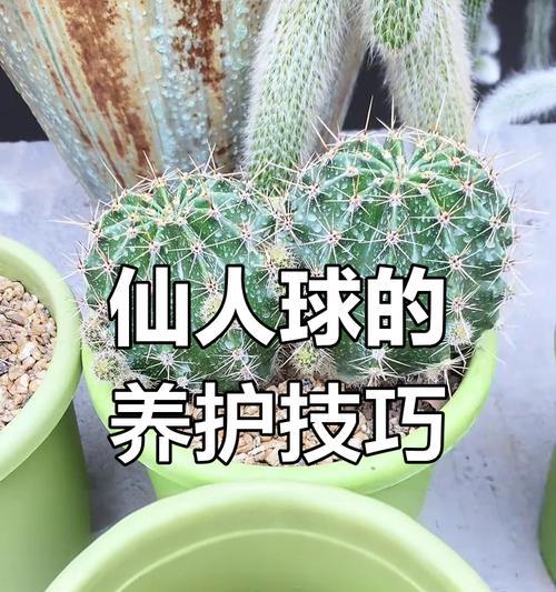 仙人球发侧芽多的秘诀是什么？