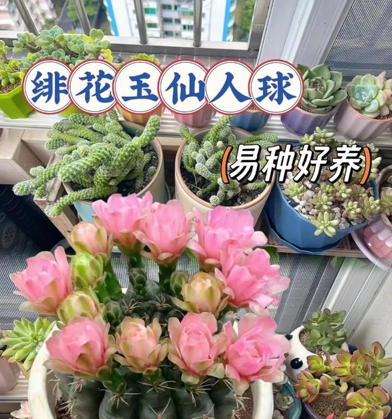 仙人球发侧芽多的秘诀是什么？