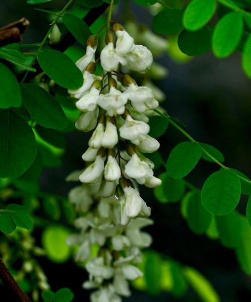 红洋槐花的花语有何深意？它象征着什么？