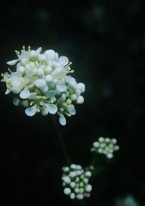 杜若的花语是什么？杜若代表了哪些寓意？