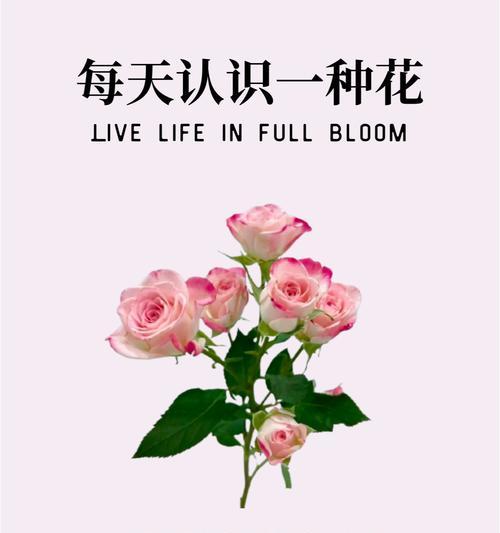 期待爱情的花语有哪些？