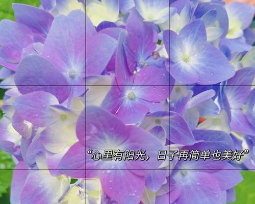 期待爱情的花语有哪些？