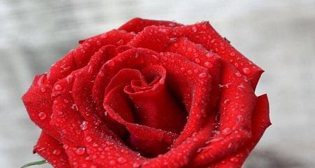 懒得取名玫瑰花的含义是什么？懒得取名玫瑰花语是什么？