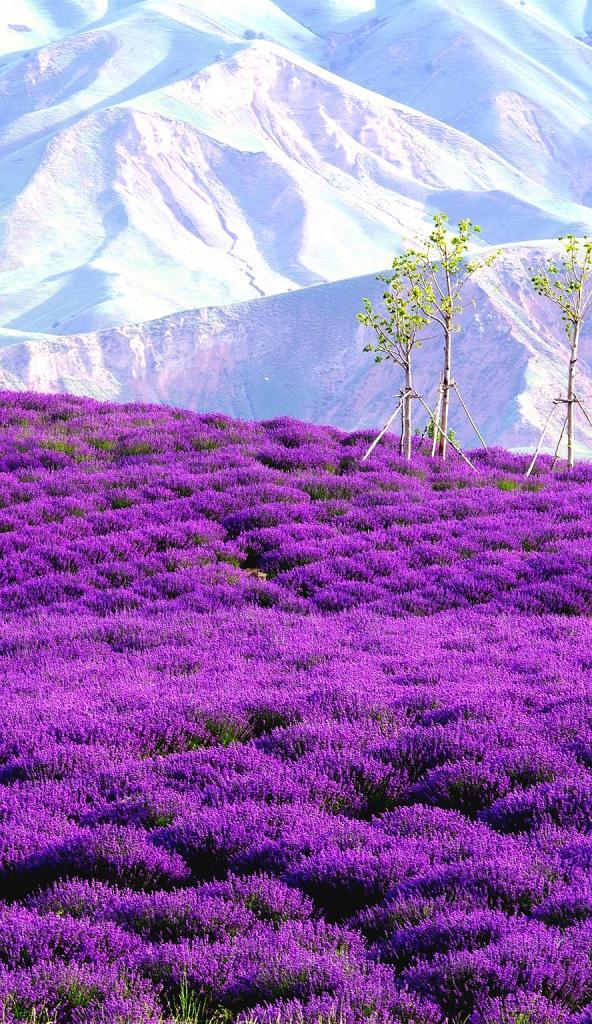 薰衣草的花语通常代表什么？它有何特别之处？