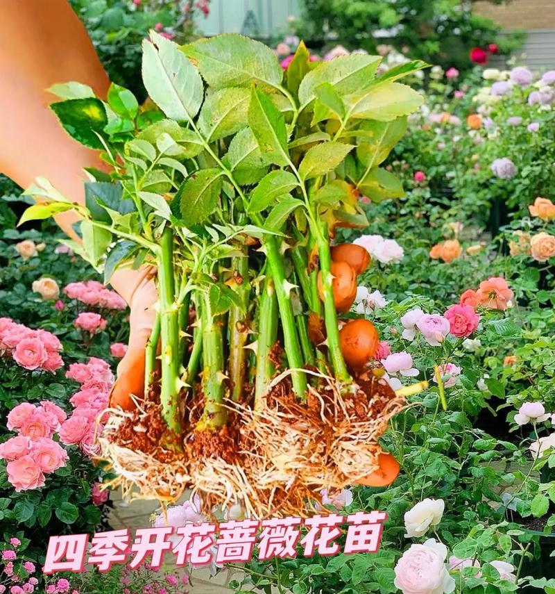 蔷薇花语代表什么？蔷薇的花语有何深意？