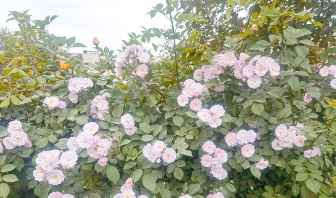 蔷薇花语代表什么？蔷薇的花语有何深意？