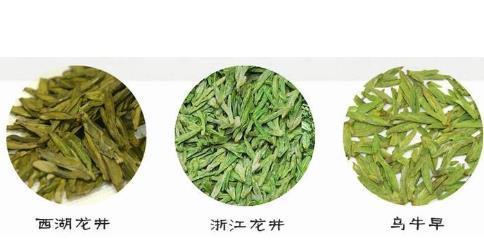 龙井的寓意与花语有何不同？龙井的花语是什么？