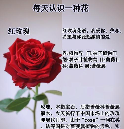 玫瑰通常代表了哪些花语？