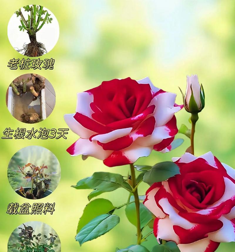 玫瑰通常代表了哪些花语？