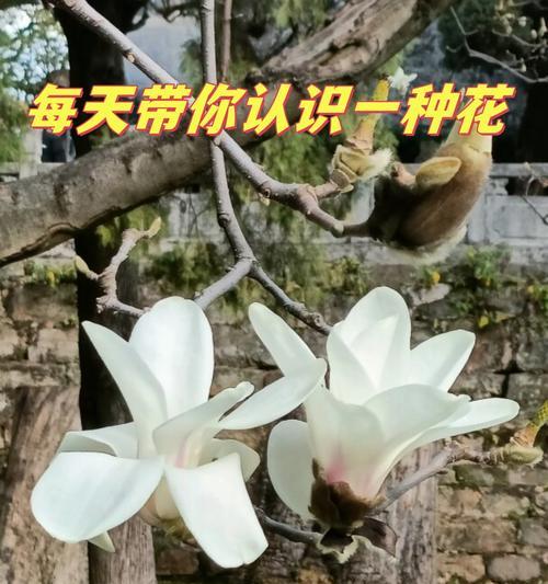 玉兰花颜色的花语寓意有哪些？