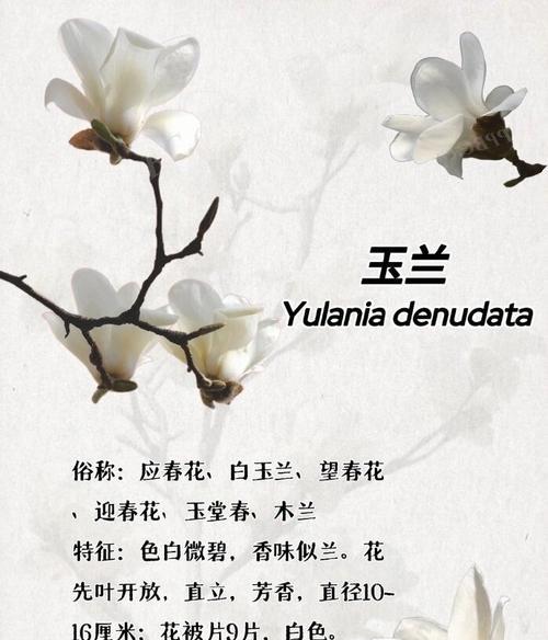 玉兰花颜色的花语寓意有哪些？